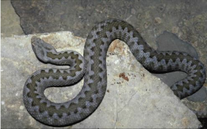 Vipera