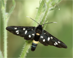 Zygaena