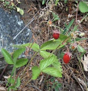 Fragola